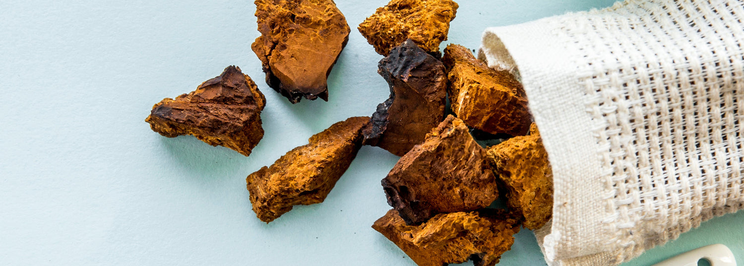 Chaga