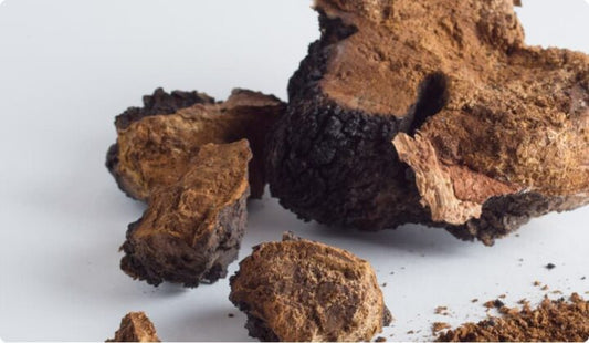 Discover the Elixir of Vitality: Chaga Immuno Elixir Unveiled